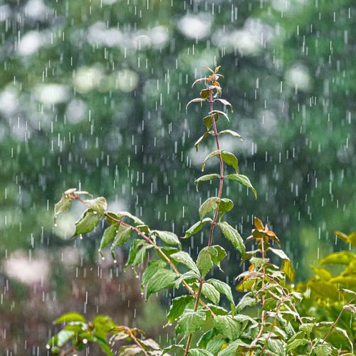 Raindrop Weather Nature Plant Wet Rain Water